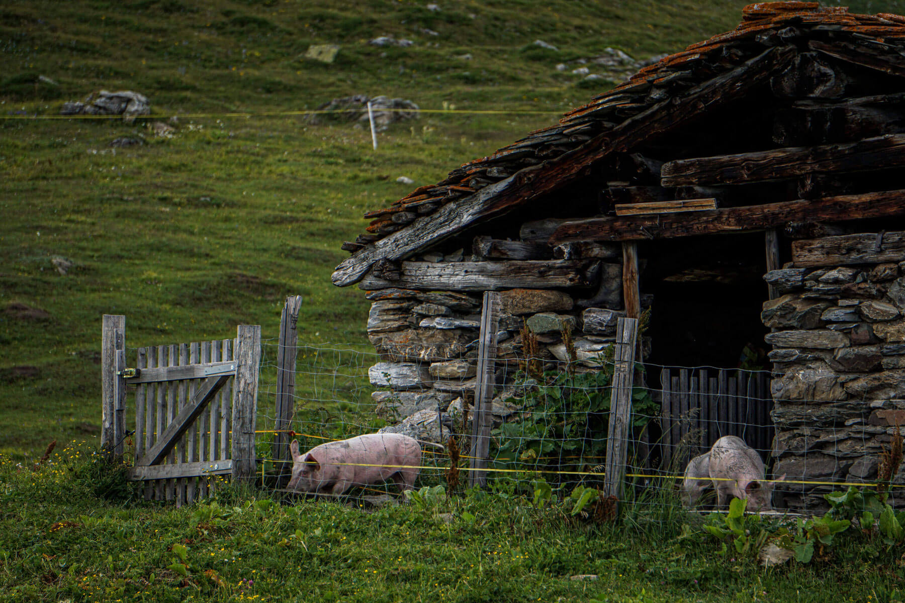 Schweinestall_Christian_Penning_Varneralpe